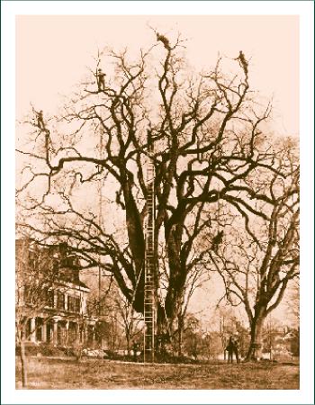 History Tree and Ladder