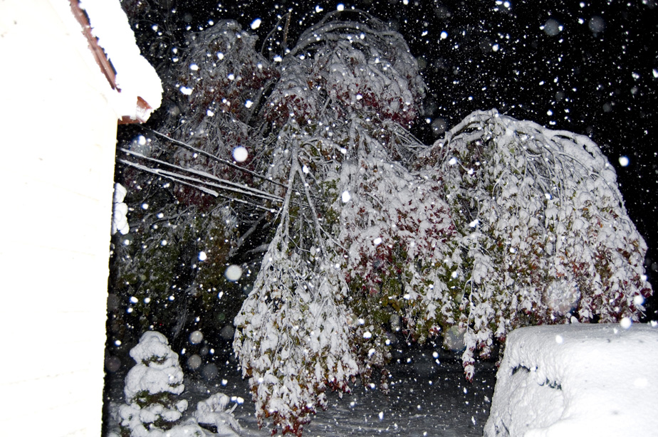 Wet snow weighs down tree.